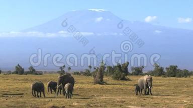 在安博塞利国家公园与<strong>乞力马扎罗山</strong>正面朝前的大象